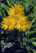 Inula orientalis f. Grandiflora